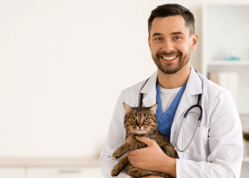 Combien de fois faut-il aller chez le vétérinaire par an ? Ce que tout propriétaire doit savoir