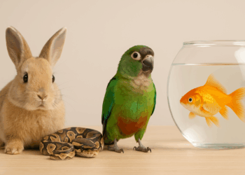 C’est quoi un NAC ? Tout savoir sur les Nouveaux Animaux de Compagnie