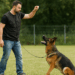 Le marché de l’éducation canine en France