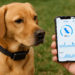 Start-up et digitalisation : l’éducation canine à l’heure des applis et de l’e-learning
