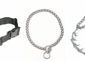 Certains colliers coercitifs interdit par l’arrêté du 19 juin 2025