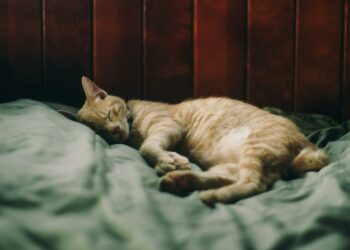 Typhus du chat : une recrudescence inquiétante en Île-de-France