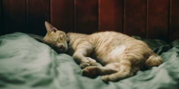 Typhus du chat : une recrudescence inquiétante en Île-de-France