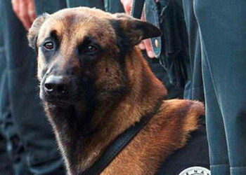 Diesel, héros du RAID : dix ans après, la mémoire d’un chien d’exception