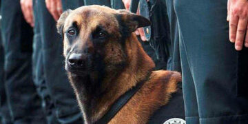 Diesel, héroïne du RAID : dix ans après, la mémoire d’un chien d’exception