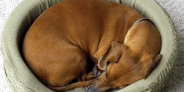 Pourquoi mon chien tourne-t-il en rond avant de se coucher ?