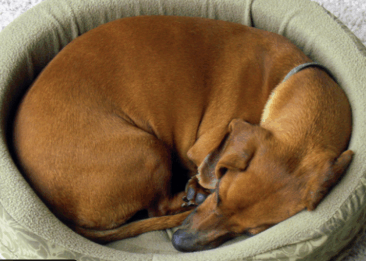 Pourquoi mon chien tourne-t-il en rond avant de se coucher ?