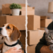 divorce : qui garde le chien ou le chat ?