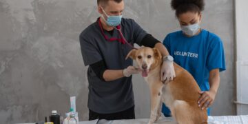 Projet d’école vétérinaire à Limoges : analyse des freins et enjeux en 2025.