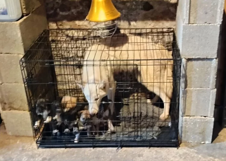 Maltraitance animale dans la Sarthe : des secourus et placés en refuge grâce à la fondation 30 millions d&rsquo;amis