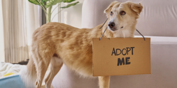 Adopter un chien en 2026 : ce qui change (et ce que vous devez absolument savoir)