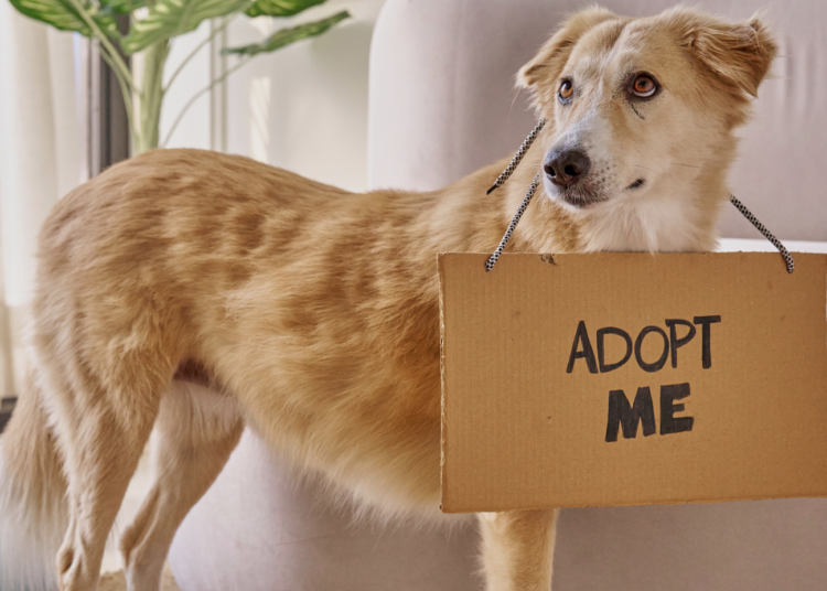 Adopter un chien en 2026 : ce qui change (et ce que vous devez absolument savoir)