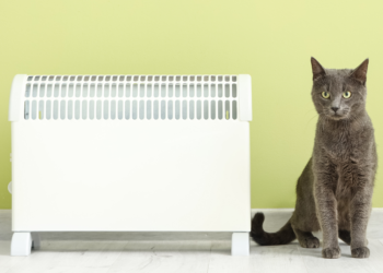 Chats et radiateurs : pourquoi sont-ils attirés par la chaleur en hiver ?