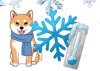 Mon chien a froid : comment le reconnaître et quand agir ?