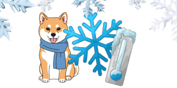 Mon chien a froid : comment le reconnaître et quand agir ?