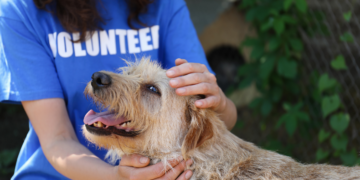Adopter un chien adulte plutôt qu’un chiot : des avantages souvent sous-estimés