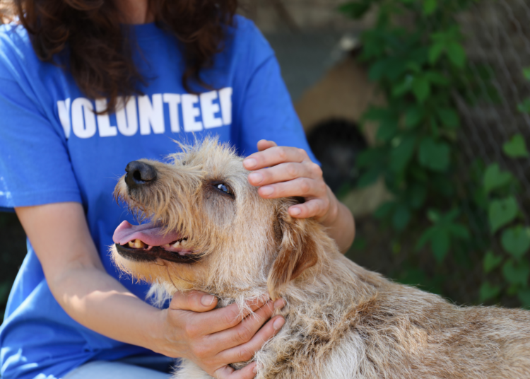 Adopter un chien adulte plutôt qu’un chiot : des avantages souvent sous-estimés