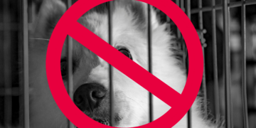 Vente de chiens et chats en animalerie : le Conseil d’État saisi