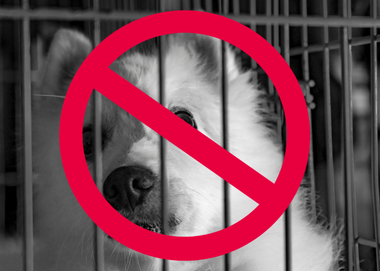 Vente de chiens et chats en animalerie : le Conseil d’État saisi