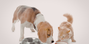 Consommation chiens et chats en France : ce que révèlent les chiffres 2025