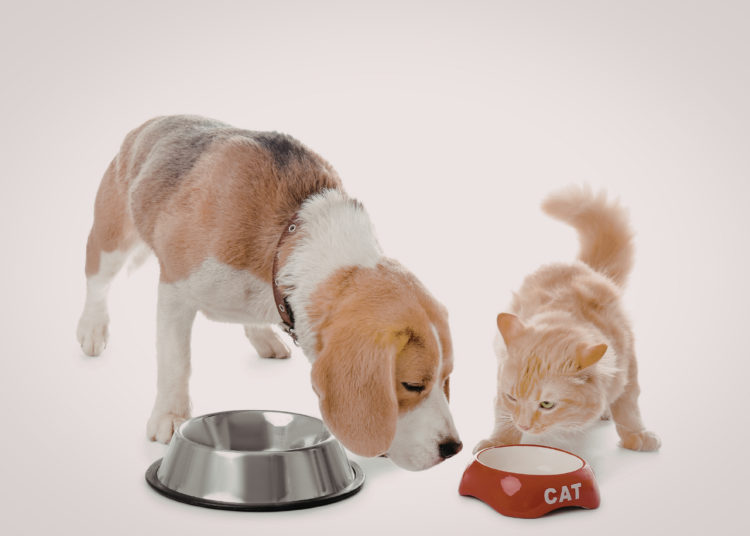 Consommation chiens et chats en France : ce que révèlent les chiffres 2025