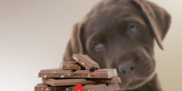 Pâques : le chocolat est-il vraiment dangereux pour les animaux ?