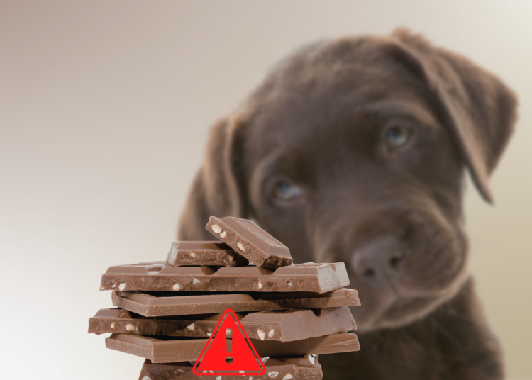 Pâques : le chocolat est-il vraiment dangereux pour les animaux ?