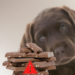 Pâques : le chocolat est-il vraiment dangereux pour les animaux ?