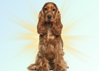 Cocker, mon ami : portrait tendre (et un peu fougueux) du Cocker Spaniel Anglais