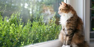 filters_format(jpeg)_quality(75)