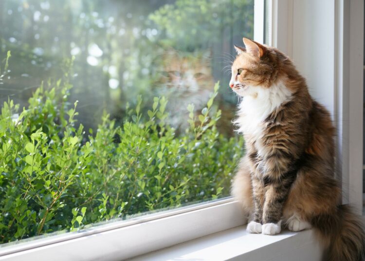 filters_format(jpeg)_quality(75)