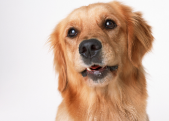 Qui es-tu vraiment, Golden Retriever ? Portrait (très) affectueux du chien préféré des Français