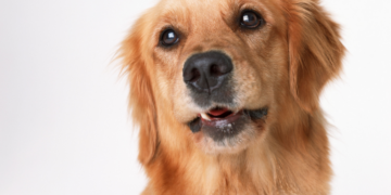 Qui es-tu vraiment, Golden Retriever ? Portrait (très) affectueux du chien préféré des Français