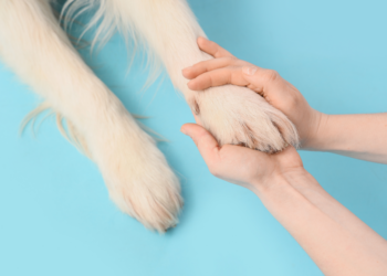 pourquoi la santé des animaux, des humains et de la planète est liée