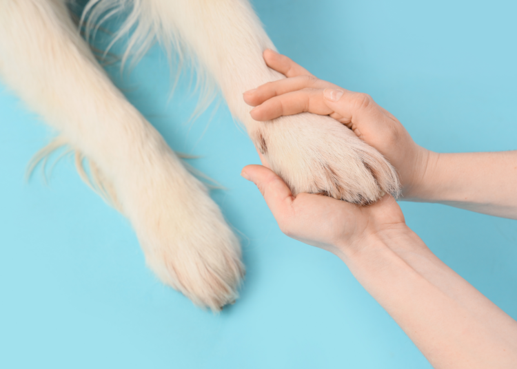 pourquoi la santé des animaux, des humains et de la planète est liée