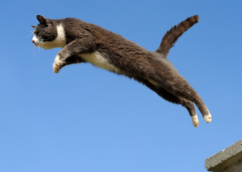 Pourquoi les chats retombent-ils presque toujours sur leurs pattes ?