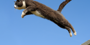 Pourquoi les chats retombent-ils presque toujours sur leurs pattes ?