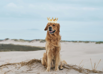 Les races de chiens préférées des Français en 2025 : le Golden Retriever détrône le Berger Australien