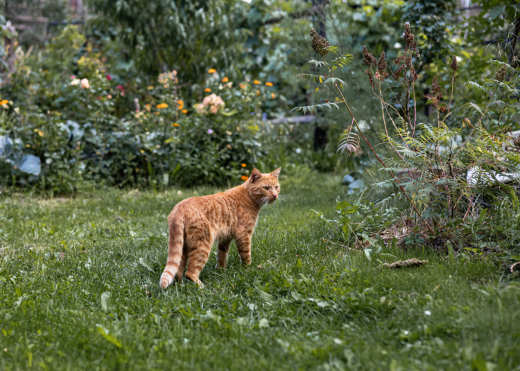Pourquoi il ne faut pas laisser sortir son chat au printemps (même avec un jardin)
