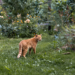 Pourquoi il ne faut pas laisser sortir son chat au printemps (même avec un jardin)