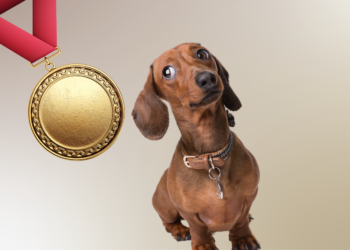 Qui es-tu vraiment, Teckel ? Portrait de l’outsider devenu star