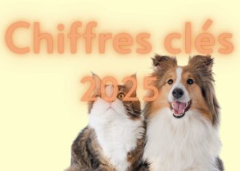 Marché du petfood 2025 : les chiffres clés de l’alimentation animale en France