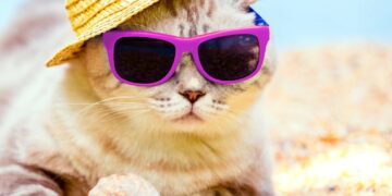 Faut-il faire garder son chat pendant une absence ? Et quelles solutions choisir ?