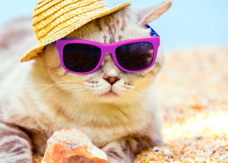 Faut-il faire garder son chat pendant une absence ? Et quelles solutions choisir ?