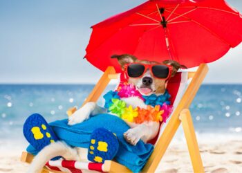 Quelles solutions de garde existent pour faire garder son chien pendant les vacances ?