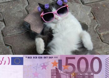 Combien coûte un chat par an ? Le vrai budget à prévoir de l’adoption à la vieillesse