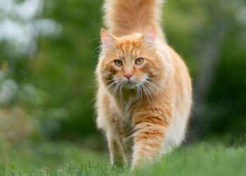 Chats d’intérieur : faut-il vraiment empêcher son chat de sortir pour qu’il vive plus longtemps ?