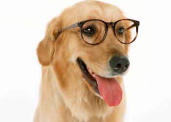 Les chiens comprennent-ils vraiment nos mots ? Ce que dit la science sur leur vocabulaire