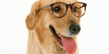 Les chiens comprennent-ils vraiment nos mots ? Ce que dit la science sur leur vocabulaire