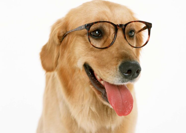 Les chiens comprennent-ils vraiment nos mots ? Ce que dit la science sur leur vocabulaire